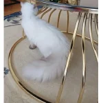 Masuta de cafea Viena, sticla cu desen si metal - imagine 2